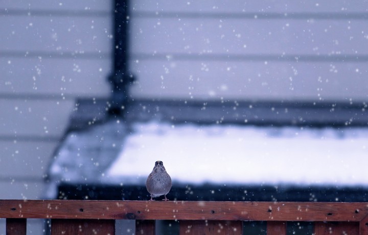 Winter Warbler