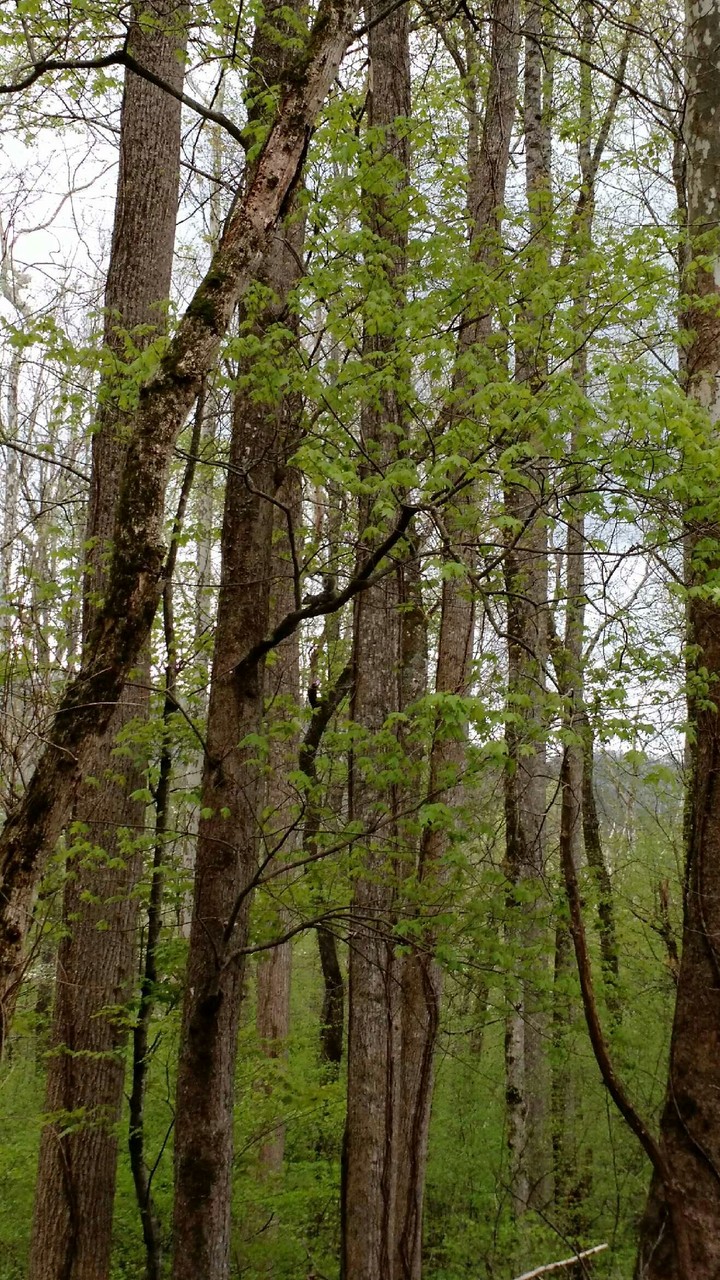 Find the squirrel