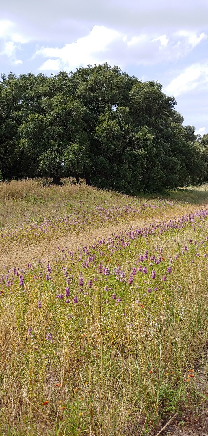 Early Texas Summer #3