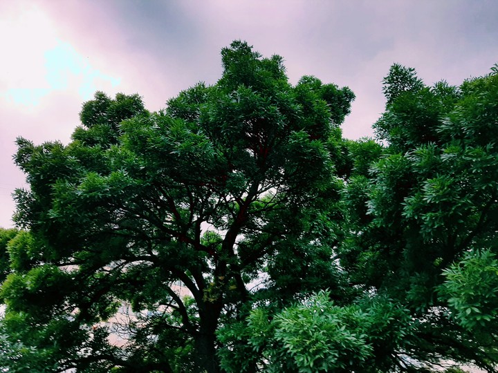 tree