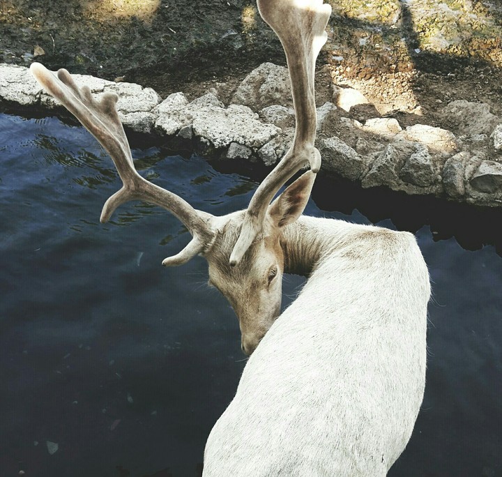 White Deer
