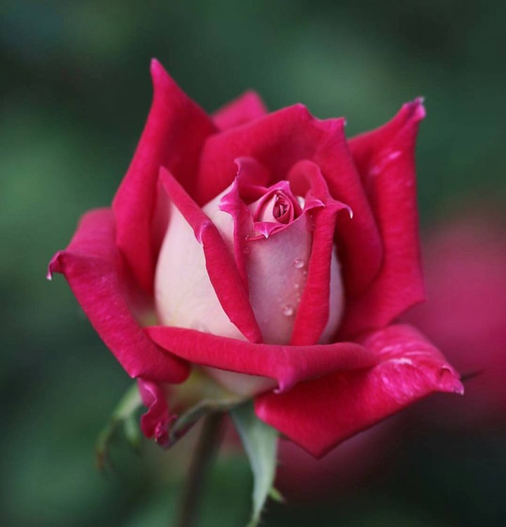 Red Rose