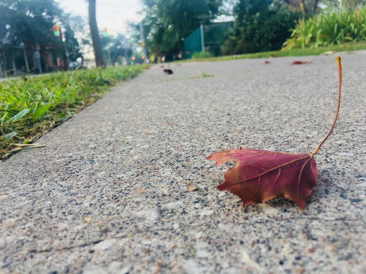 Leaf life