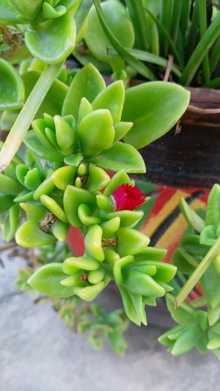 flower2