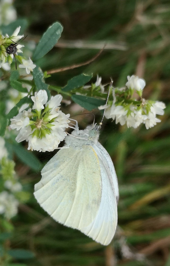Schmetterling Kohlweißling