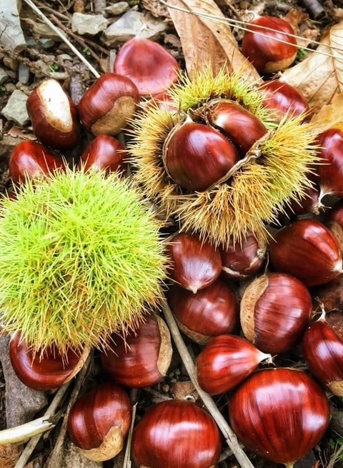 Ingredient, Produce, Nut