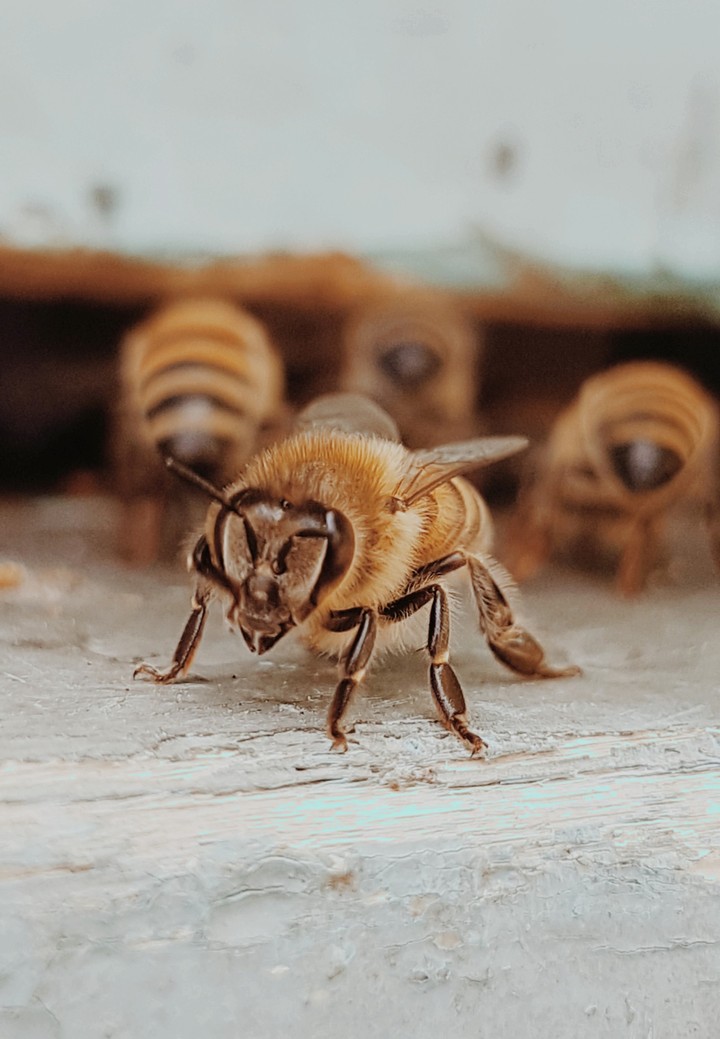 Four honeybees