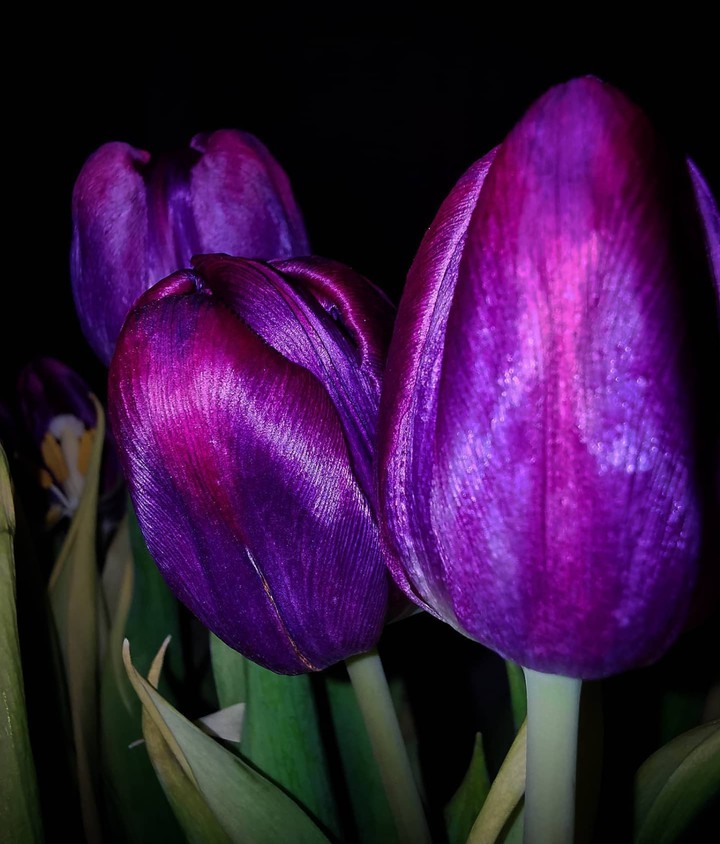 Tulip