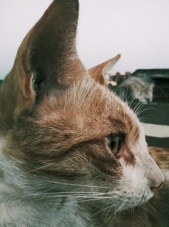 A stray cat