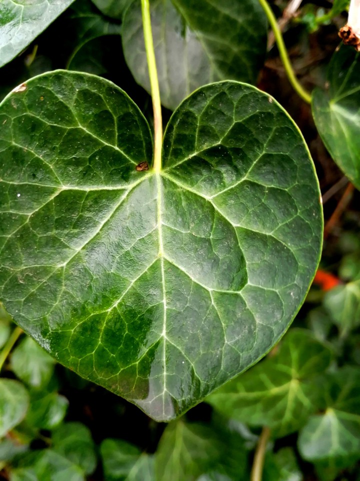 Heart leave