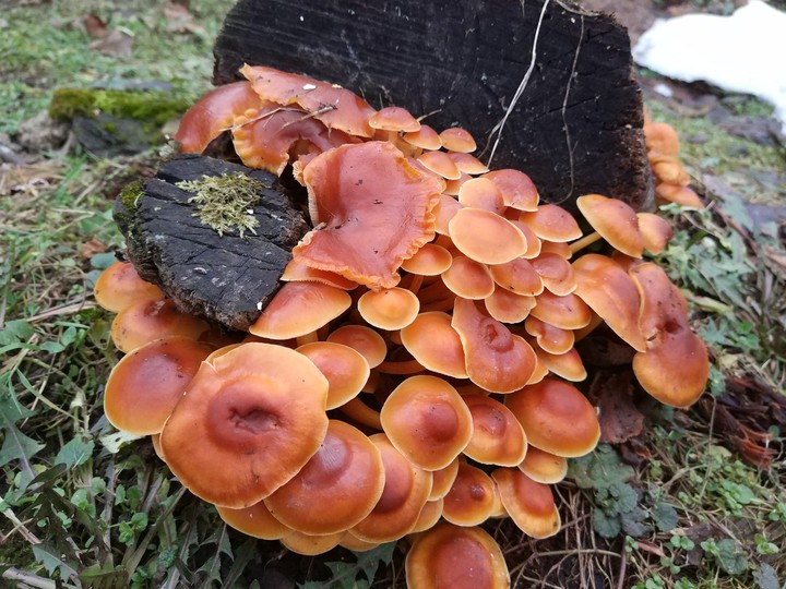 winter mushrooms