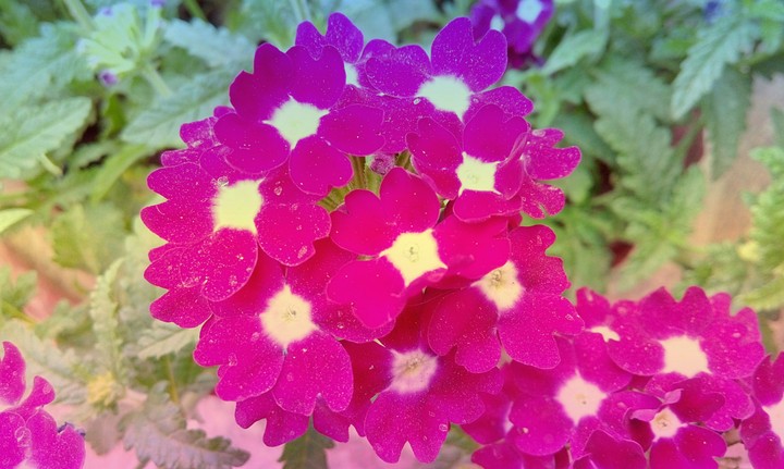 pink