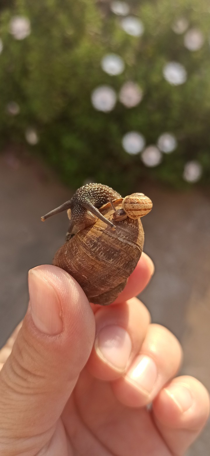 caracoles ??