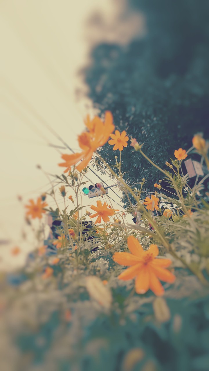 flower