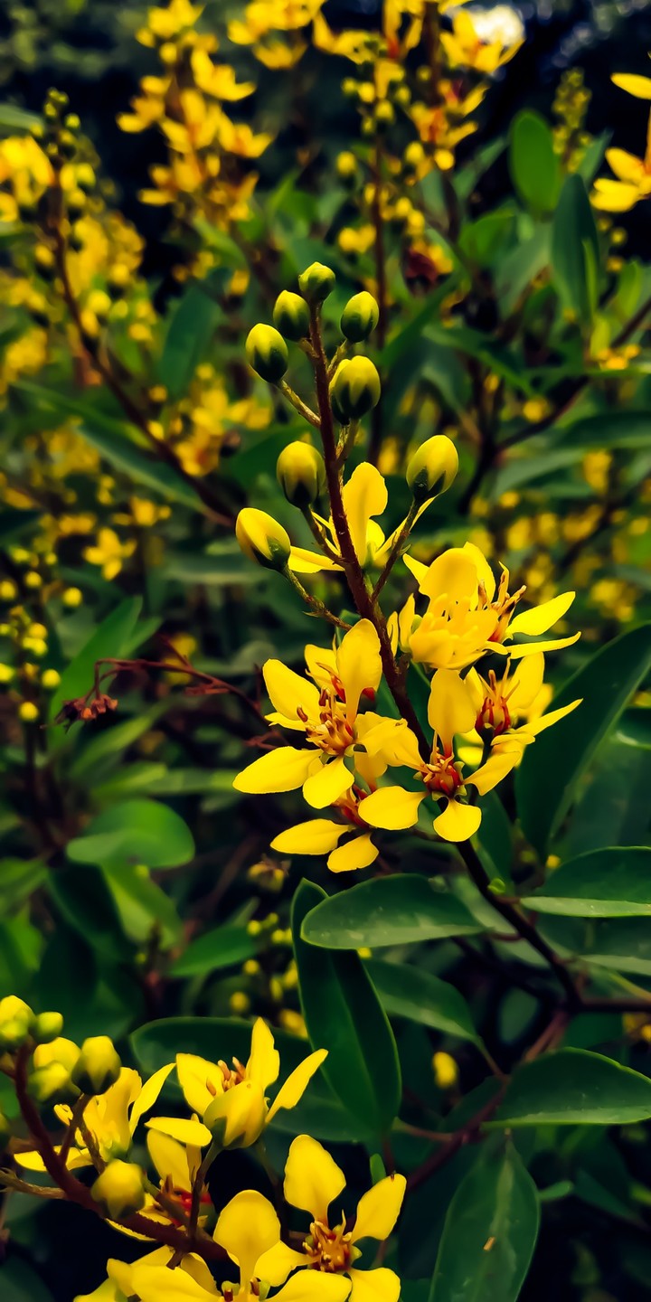 The yellow flower