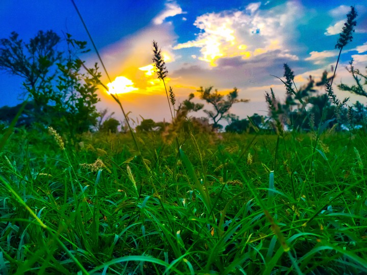 grass