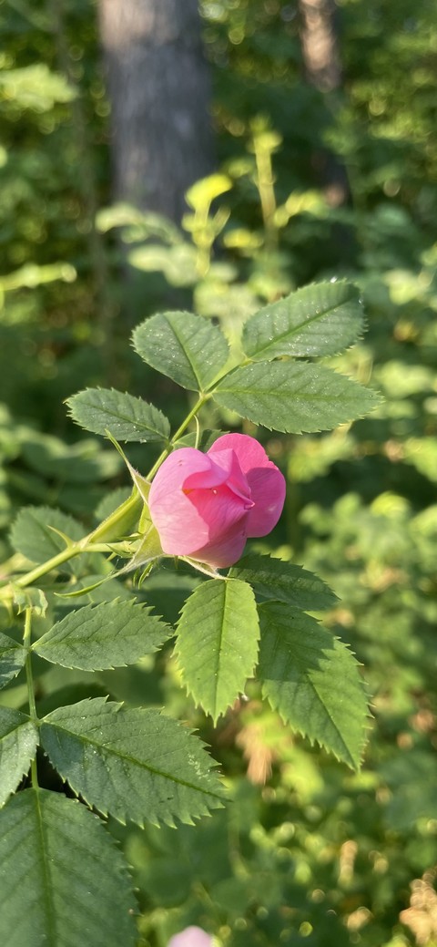 tapety flower, green