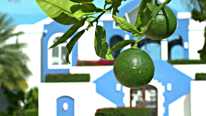 Fruit