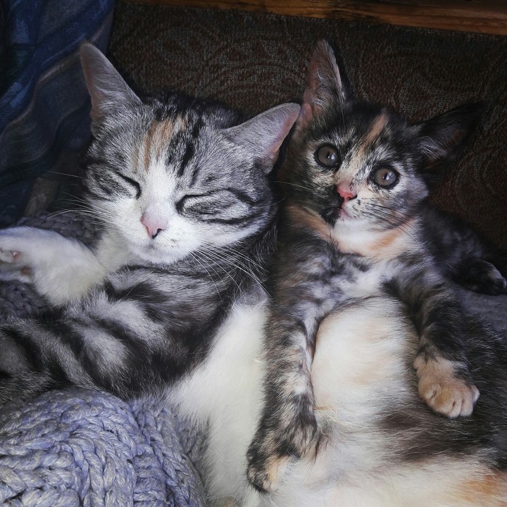 Cats