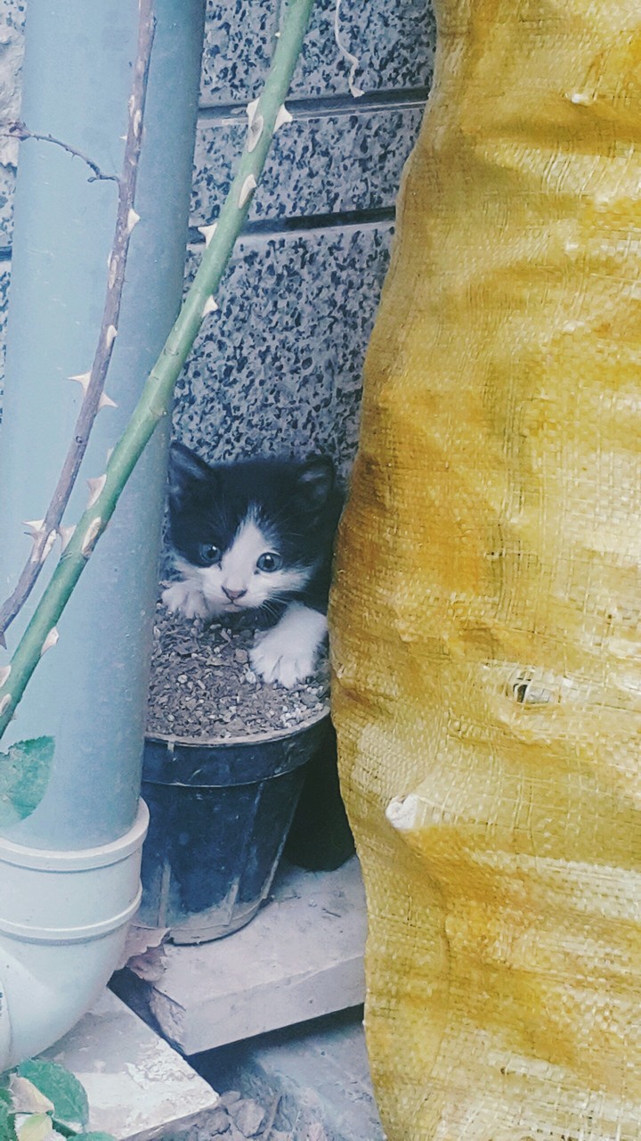 cat