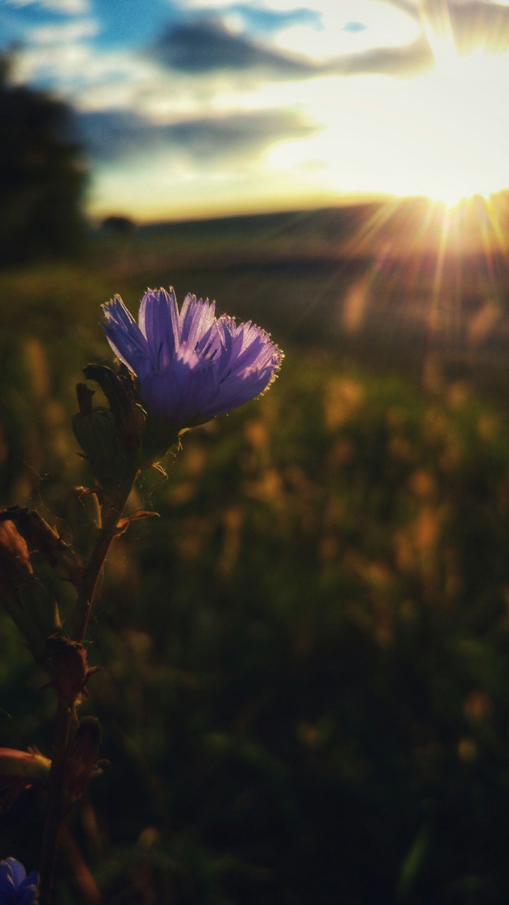 purple flower