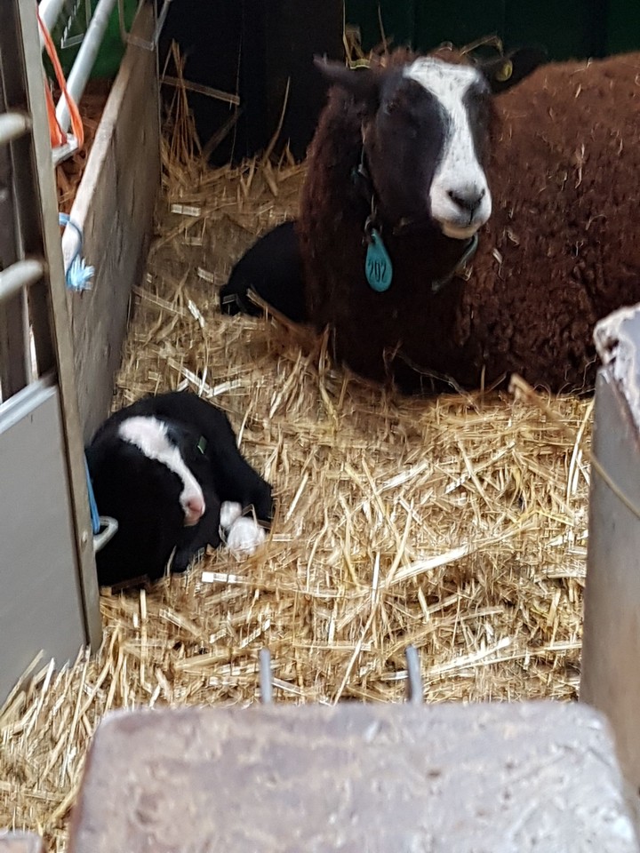 young animals in spring