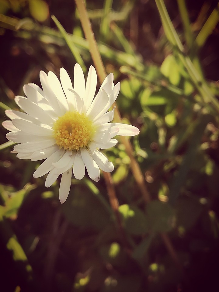 Daisy