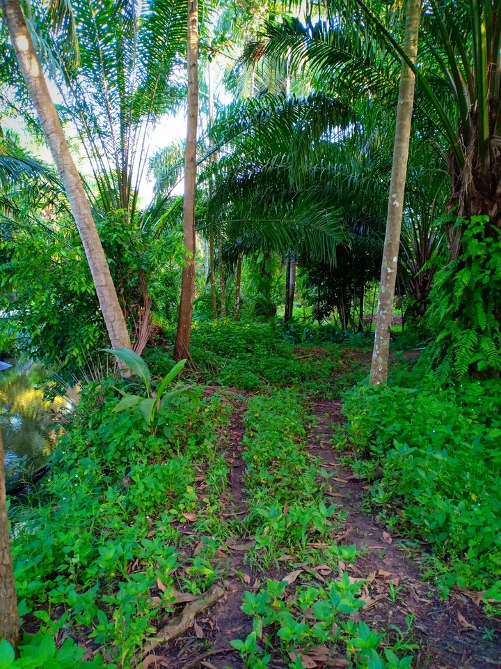 nature