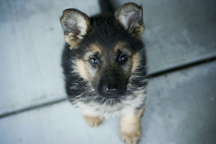 Nauty Dog
