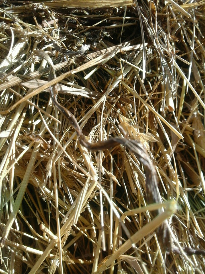 Farm