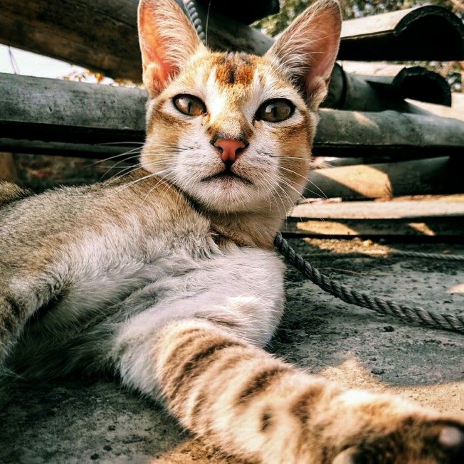 Posey Cat