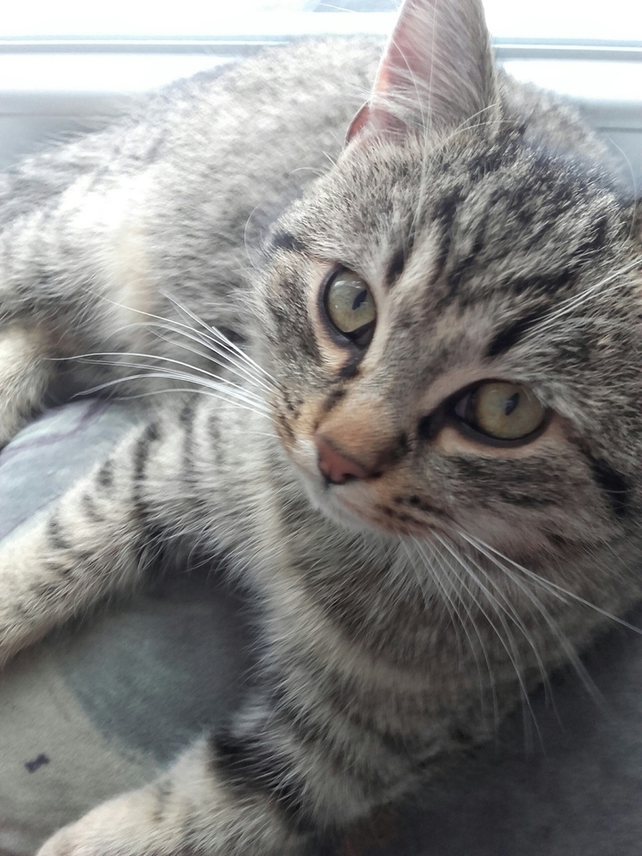 cat