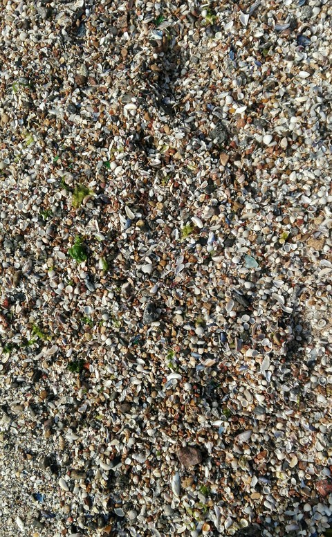 sea