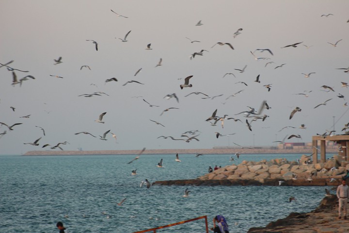 bushehr