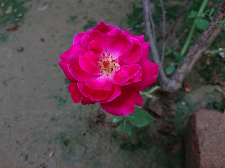 Pink Rose