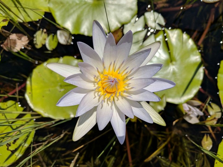 water lily