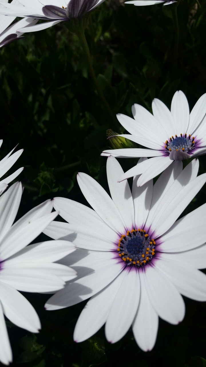 white flower