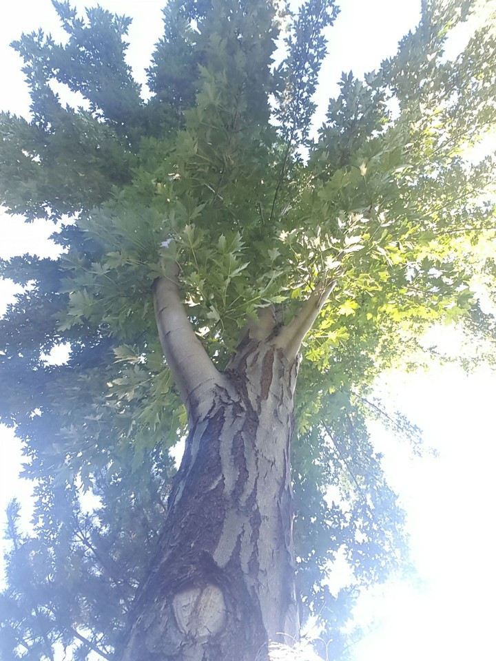tree