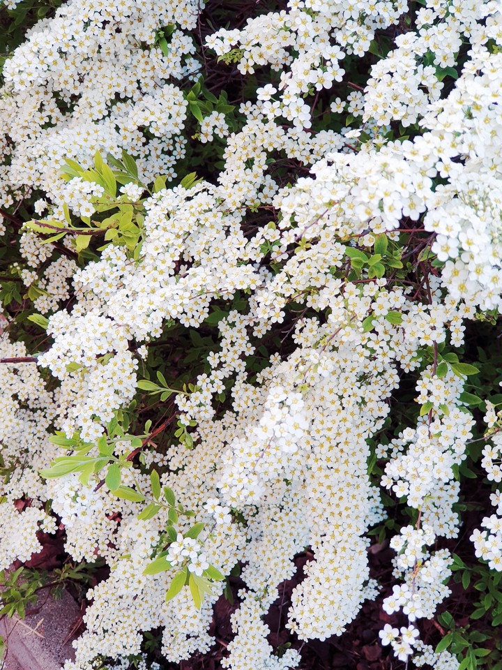 [flower]