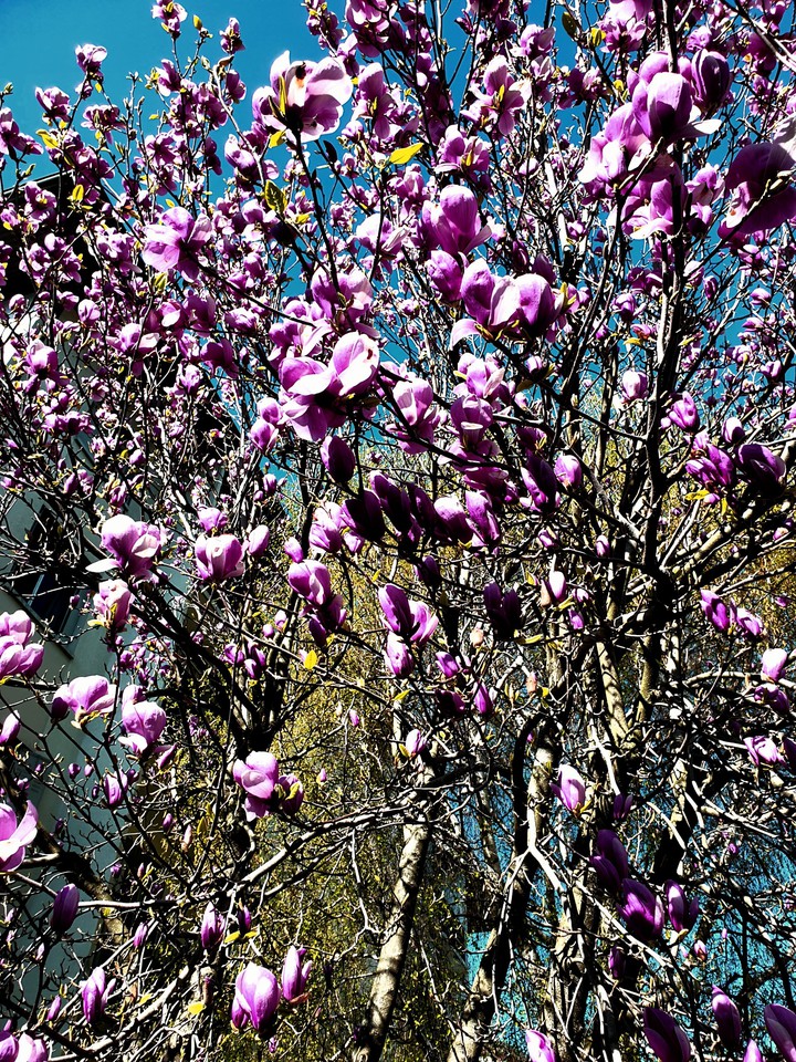 fleurs