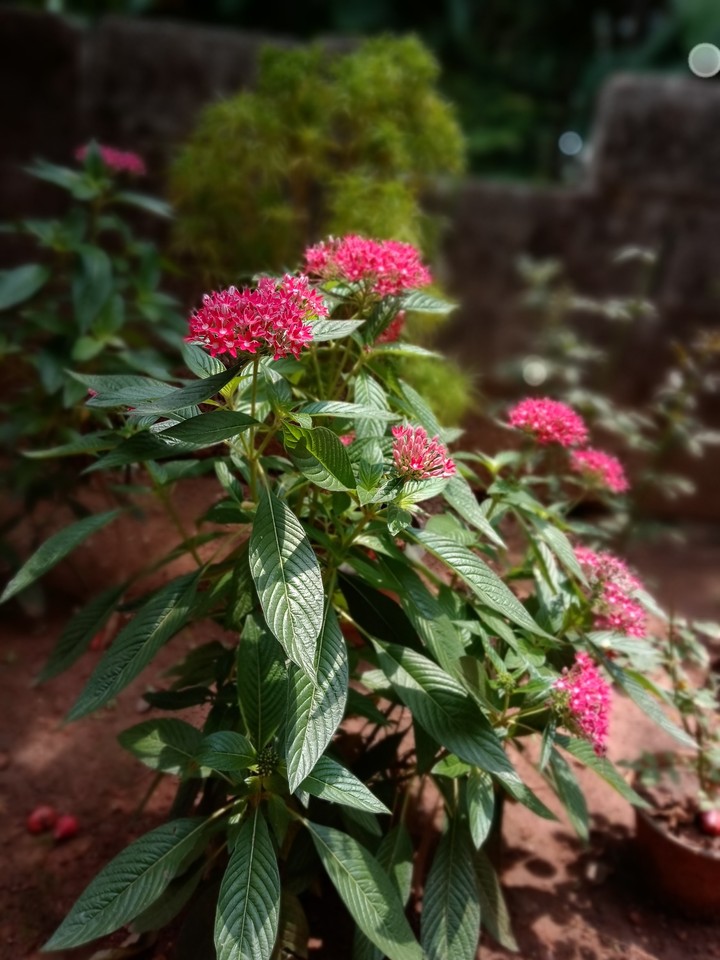 flowers with nature