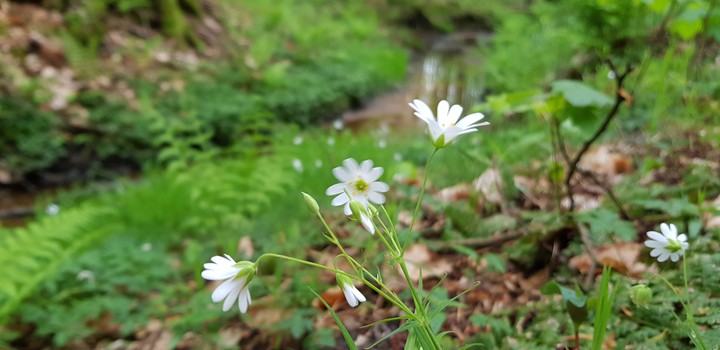 Spring Nature