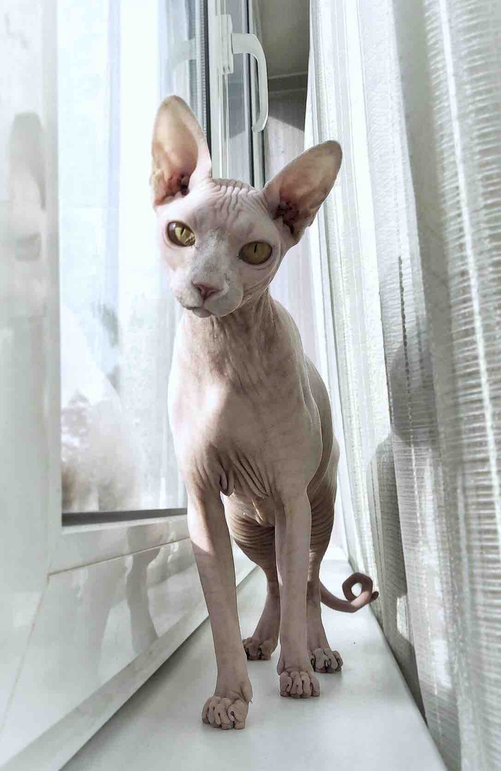 cat