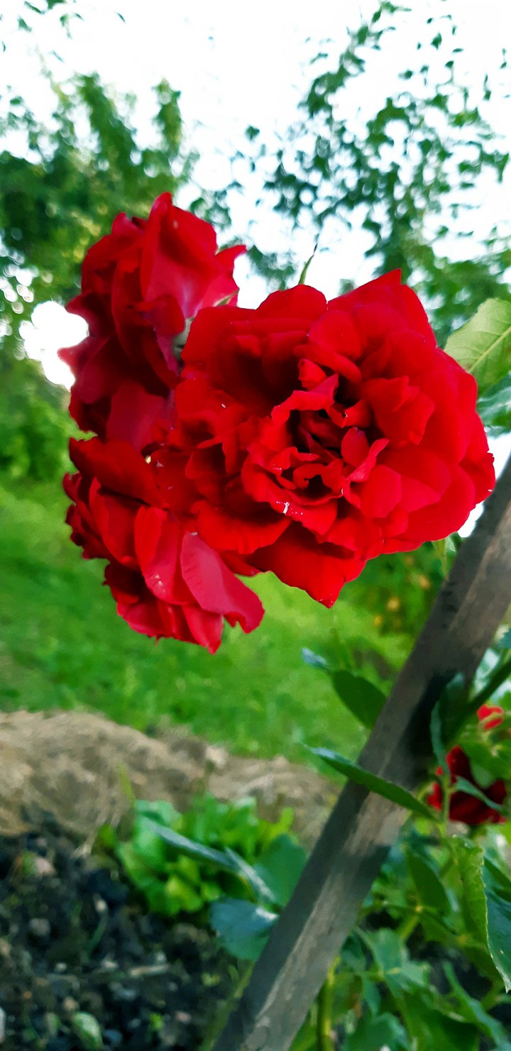 rose...