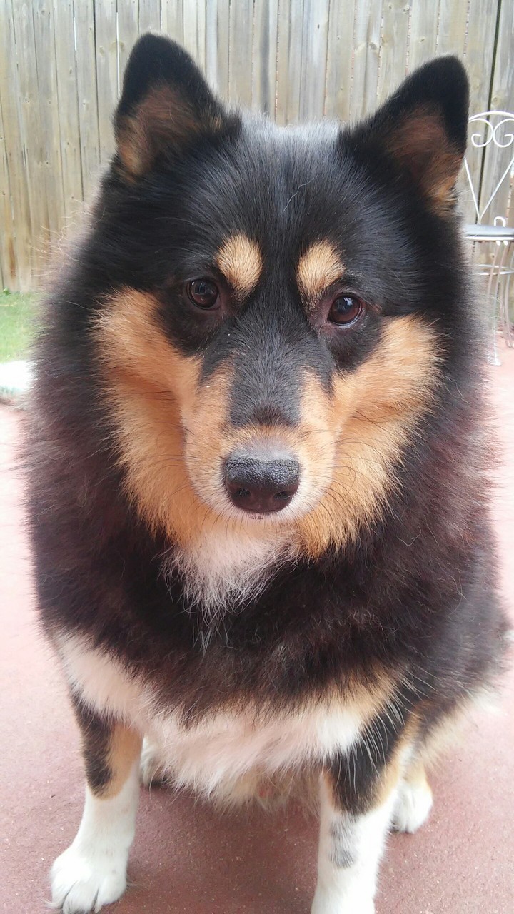 Cute Bear