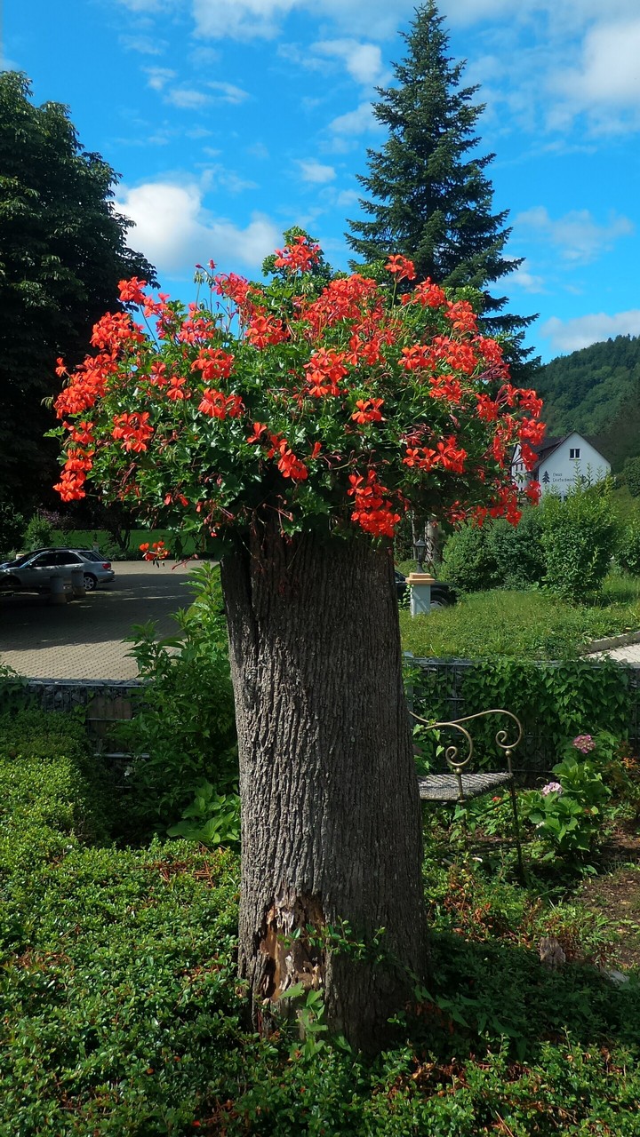 on the top of the tree