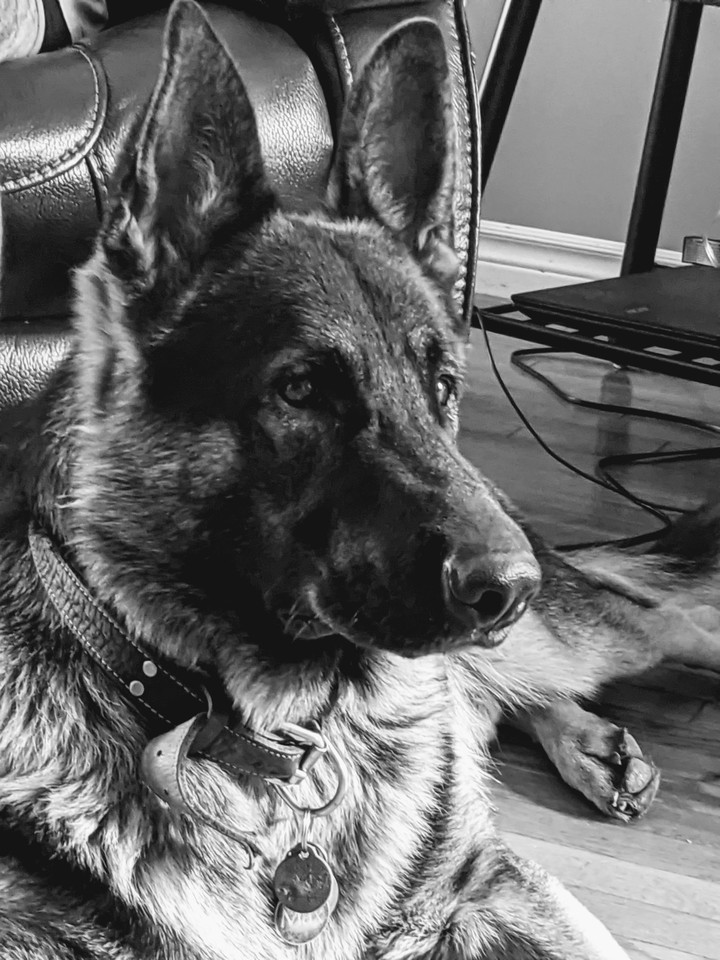 German Sheppard ❤️❤️