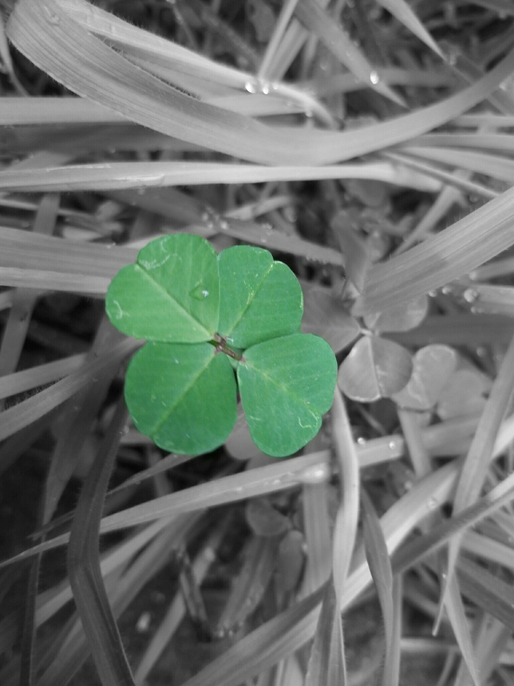 Four-leaf clover