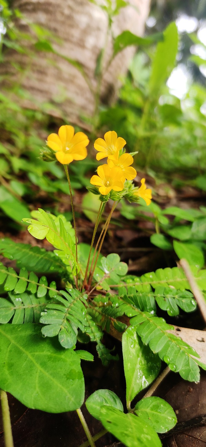 nature flower