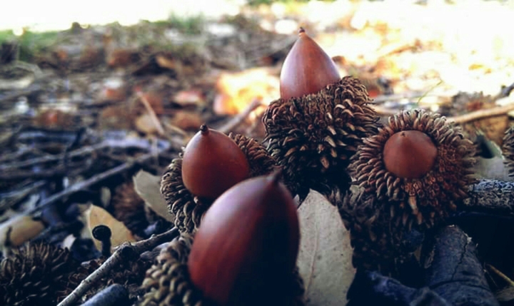 lovely brown